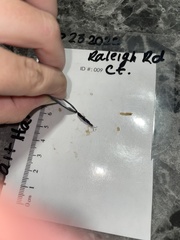 Euborellia annulipes