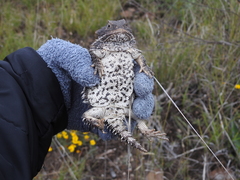 Phrynosoma orbiculare