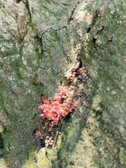 Ascocoryne sarcoides