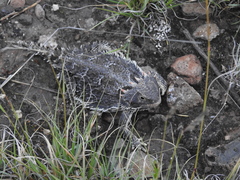 Phrynosoma orbiculare