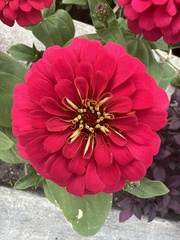 Zinnia