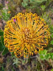 Leucospermum
