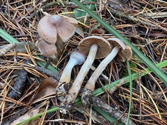 Cortinarius athabascus