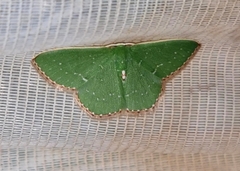 Omphacodes punctilineata