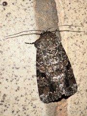 Noctuoidea