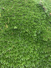 Azorella