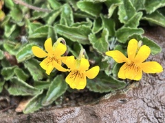 Viola maculata