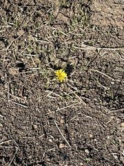 Krigia dandelion
