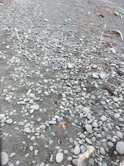 Charadrius bicinctus bicinctus