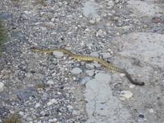 Crotalus molossus nigrescens