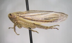 Athysanus