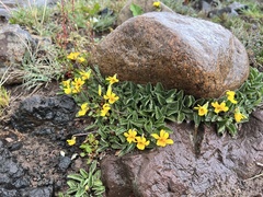 Viola maculata