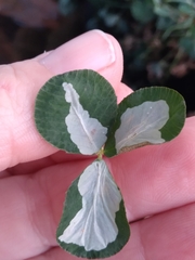 Porphyrosela minuta
