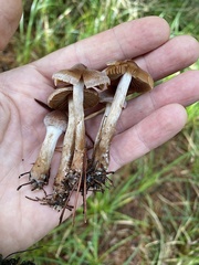 Cortinarius athabascus