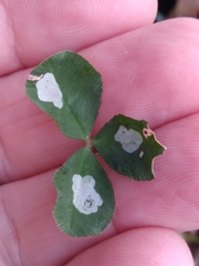 Porphyrosela minuta