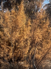 Tamarix