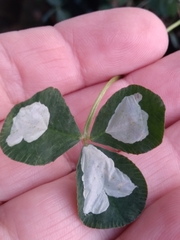 Porphyrosela minuta