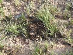 Crotalus molossus nigrescens