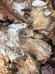 Laetiporus sulphureus
