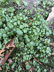 Cardamine hirsuta