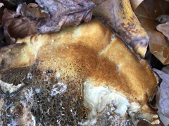 Laetiporus sulphureus