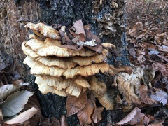 Laetiporus sulphureus