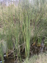 Typha domingensis