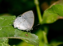 Symbiopsis lenitas