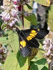 Catasticta teutila