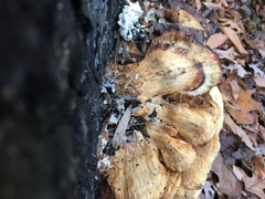 Laetiporus sulphureus