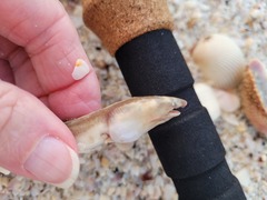 Bascanichthys bascanium
