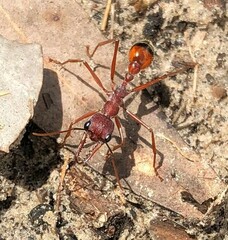 Myrmecia nigriscapa
