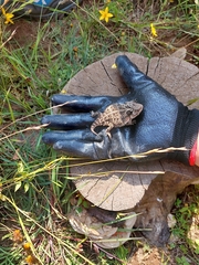 Phrynosoma orbiculare