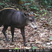 Light-backed Duiker - Photo (c) Xavier Rufray, some rights reserved (CC BY-NC), uploaded by Xavier Rufray