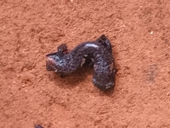 Pseudoeurycea leprosa