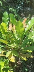Niphidium crassifolium