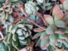 Echeveria quitensis