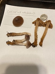 Cortinarius athabascus