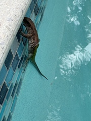 Ameiva