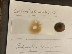 Cortinarius athabascus