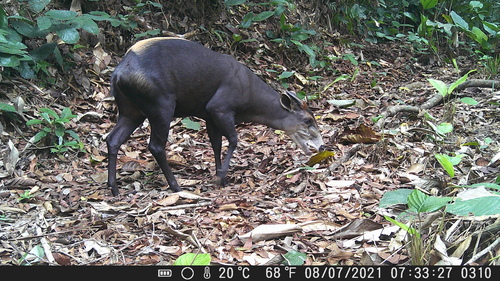 Light-backed Duiker