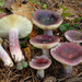 Russula sardonia - Photo 由 Fabio Mauri 所上傳的 (c) Fabio Mauri，保留部份權利CC BY-NC