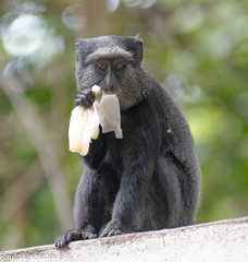 Cercopithecus mitis mitis