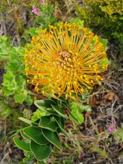 Leucospermum