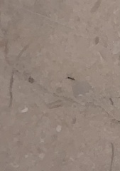 Tapinoma melanocephalum