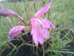 Gladiolus laxiflorus