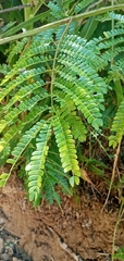 Schizolobium parahyba