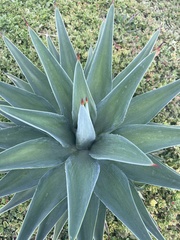 Agave