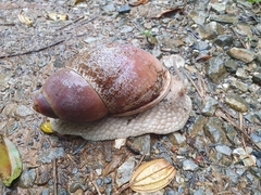 Megalobulimus