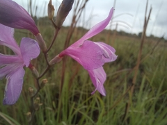 Gladiolus laxiflorus